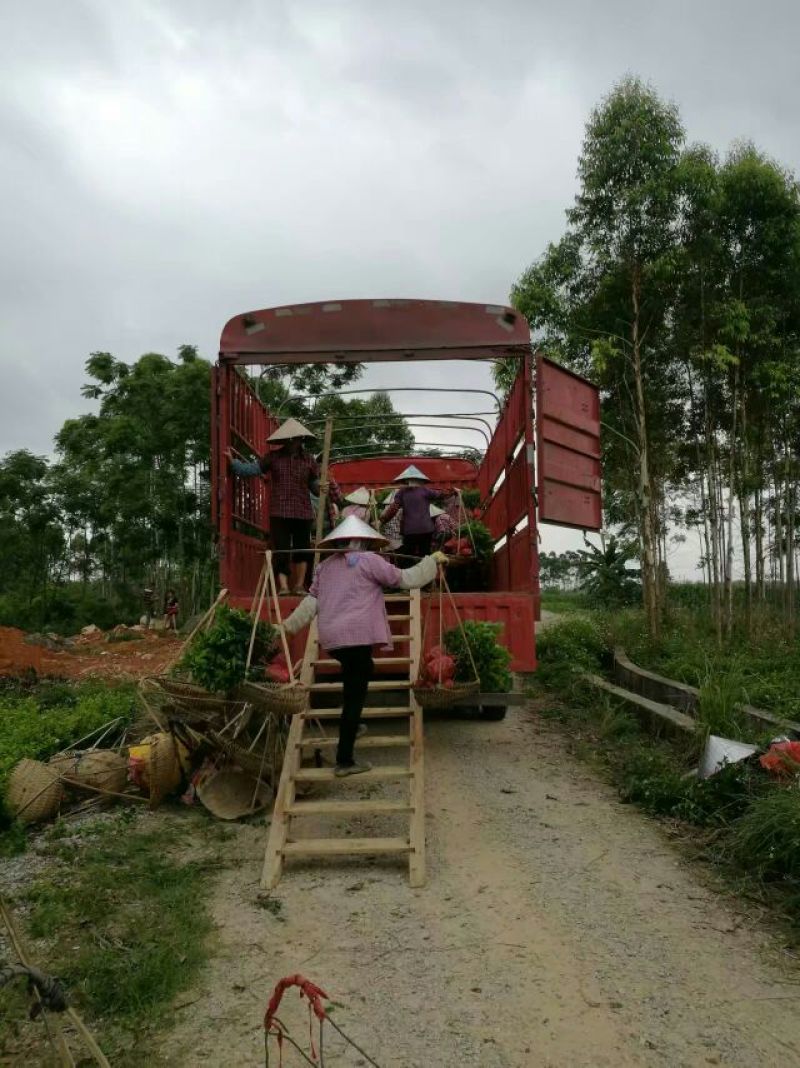 半成品茉莉坨苗满二年苗白色双瓣可用于盆景苗工程用苗