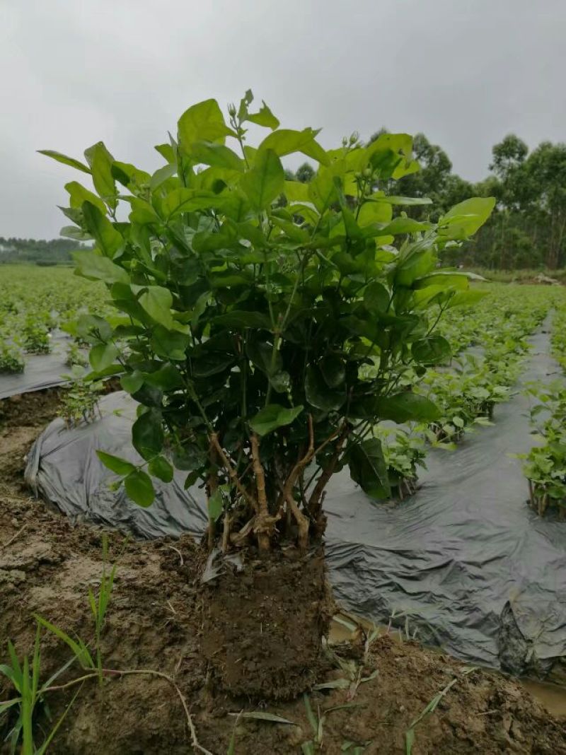 半成品茉莉坨苗满二年苗白色双瓣可用于盆景苗工程用苗