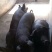 优质高产【太湖母猪】【二元母猪】【苏太长白带肚母猪】