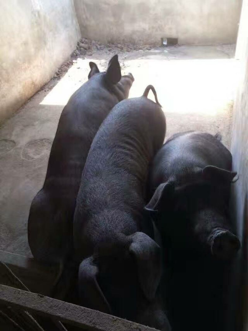优质高产【太湖母猪】【二元母猪】【苏太长白带肚母猪】