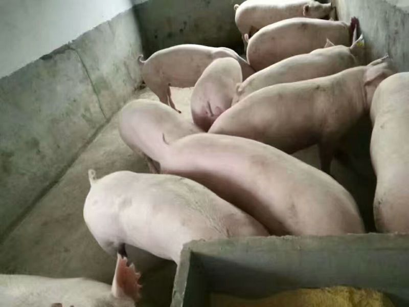 优质高产【太湖母猪】【二元母猪】【苏太长白带肚母猪】