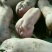 优质高产【太湖母猪】【二元母猪】【苏太长白带肚母猪】