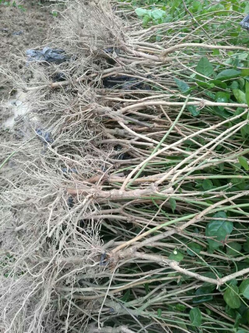 包邮春季茉莉花苗不带花蕾二年苗茉莉花