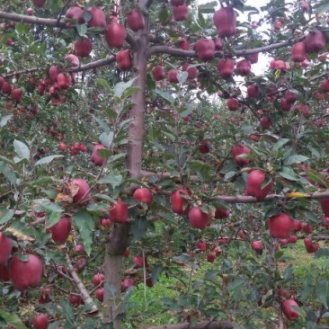甘肃天水花牛苹果产地直发批发零售一件代发