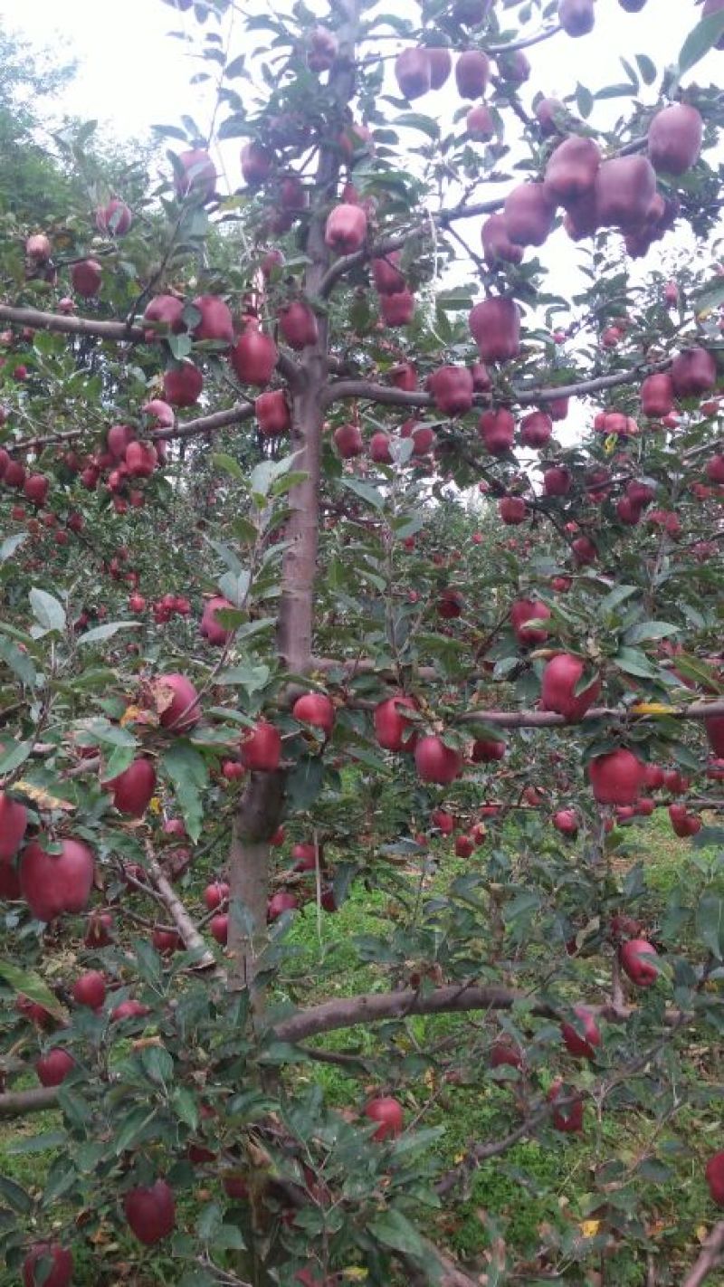 甘肃天水花牛苹果产地直发批发零售一件代发