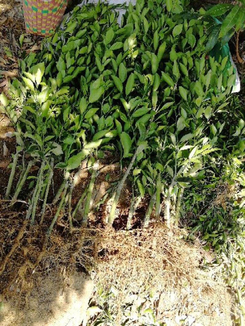 热销茂谷柑苗50~80cm，苗圃直发，现挖现发，保证存活