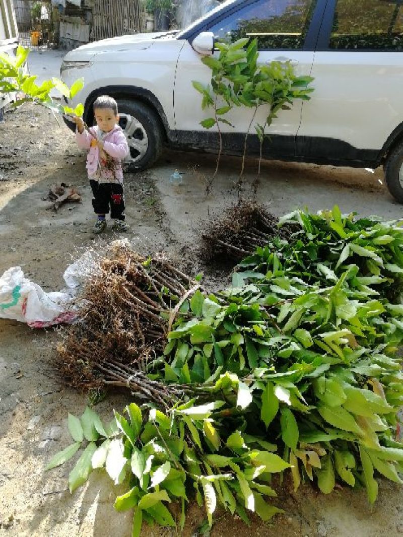 黑金刚莲雾苗大叶红黑糖芭比，基地直发现挖现发