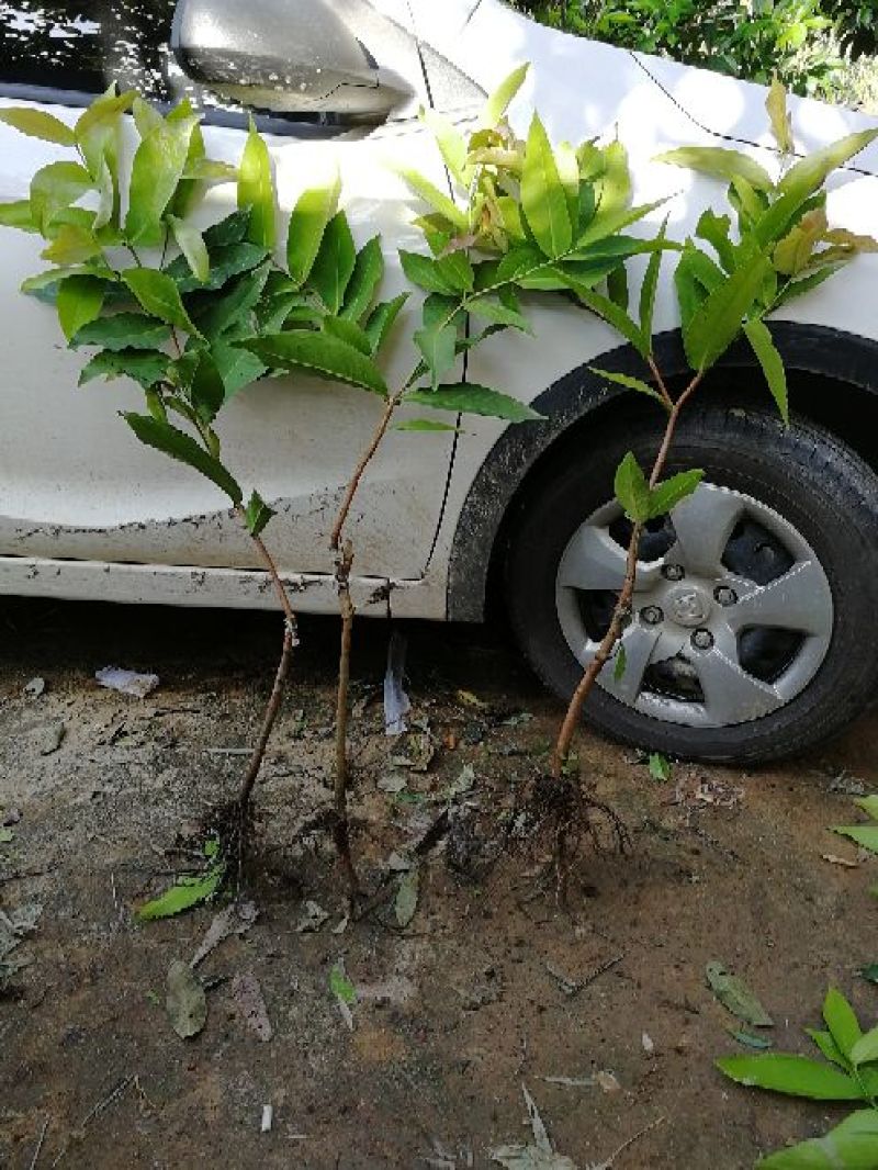 黑金刚莲雾苗大叶红黑糖芭比，基地直发现挖现发