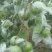 青枣苗蜜丝枣牛奶枣苗，大量现货，现挖现发品种齐全