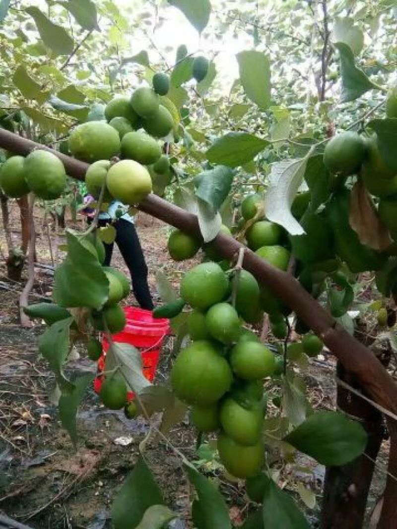 青枣苗蜜丝枣牛奶枣苗，大量现货，现挖现发品种齐全