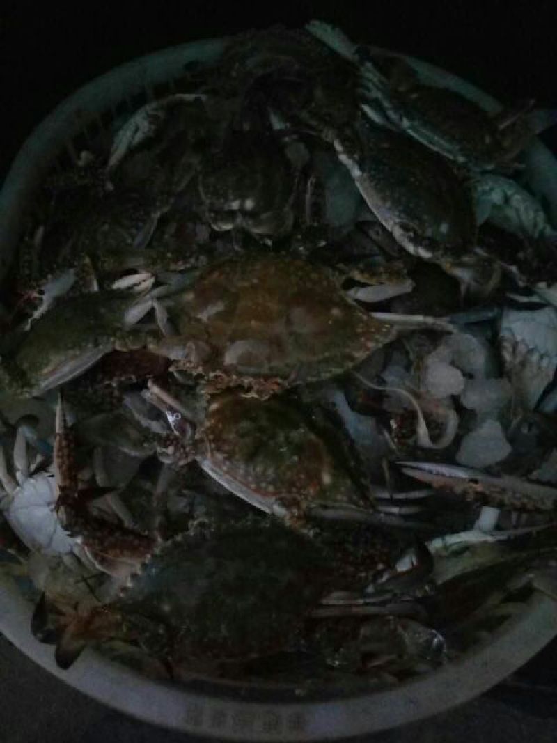 螃蟹食用雄蟹