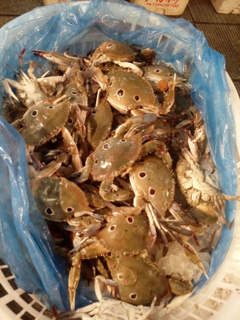 螃蟹食用雄蟹