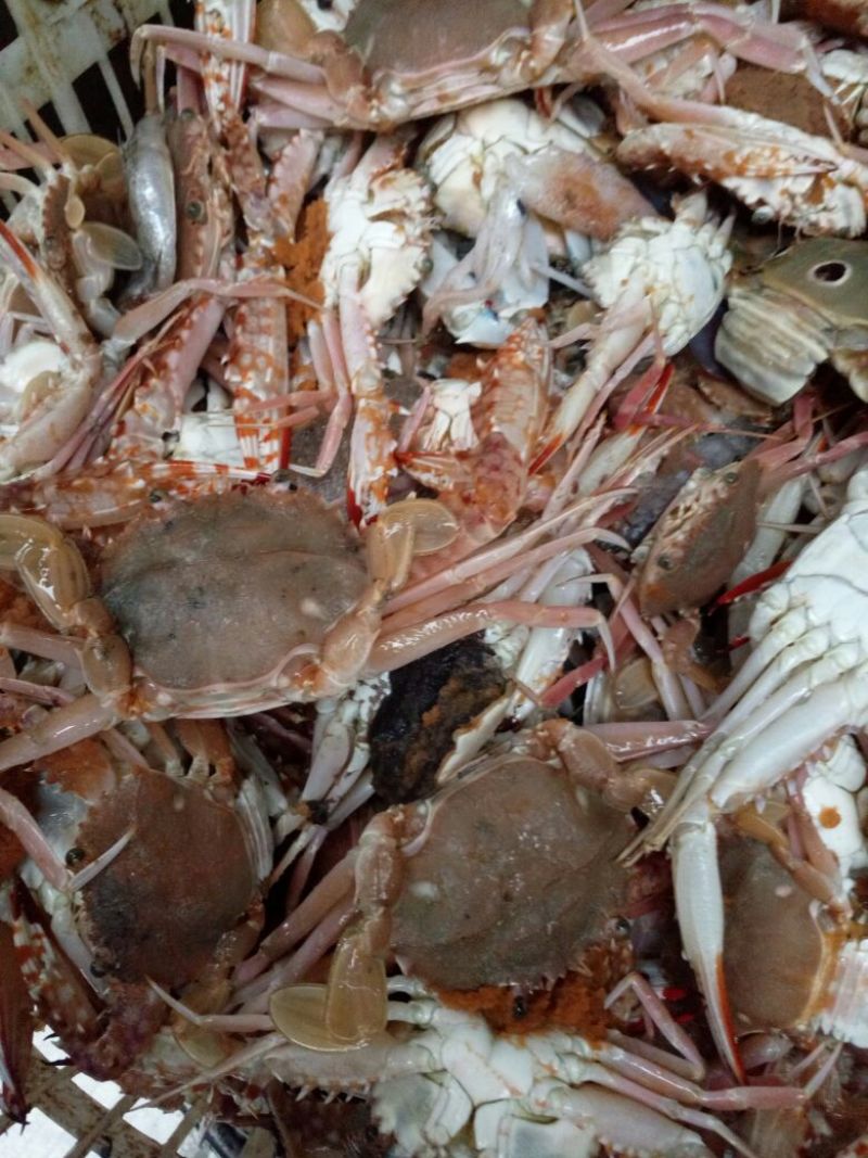 螃蟹食用雄蟹