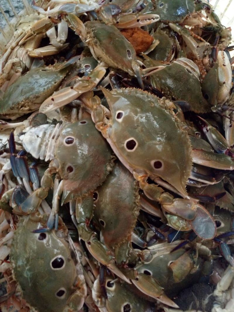 螃蟹食用雄蟹