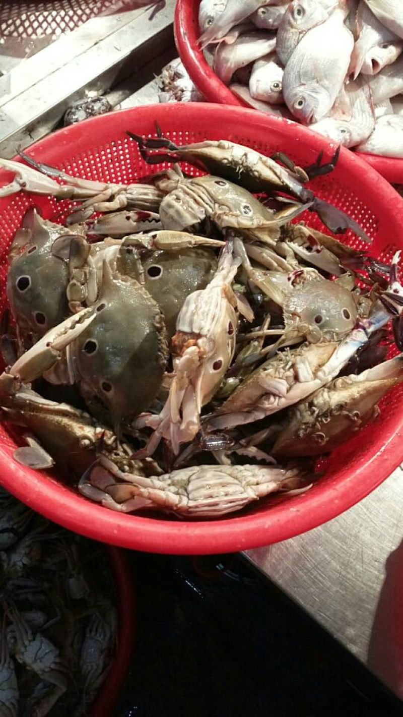 螃蟹食用雄蟹