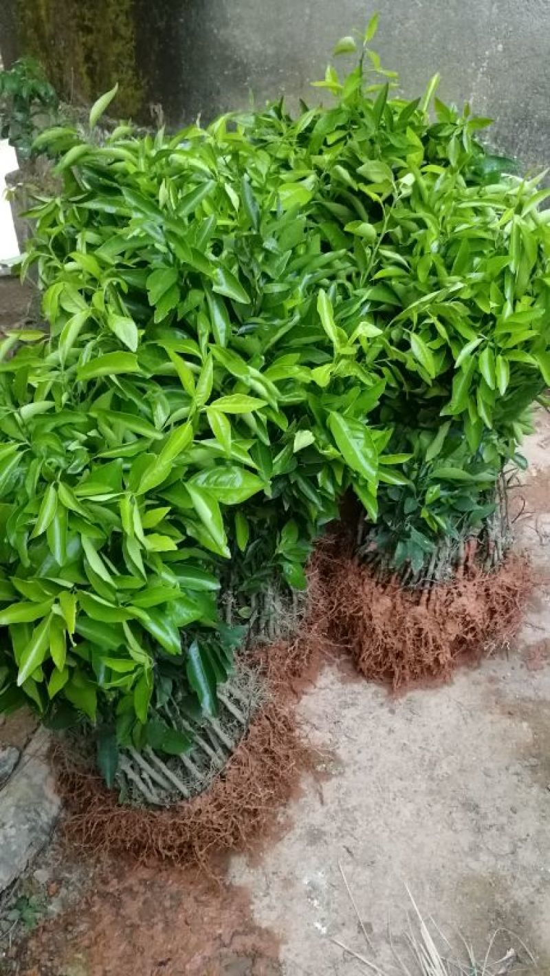 沃柑苗黄美人柑橘苗沙糖桔苗基地直发品质保证，量大从优