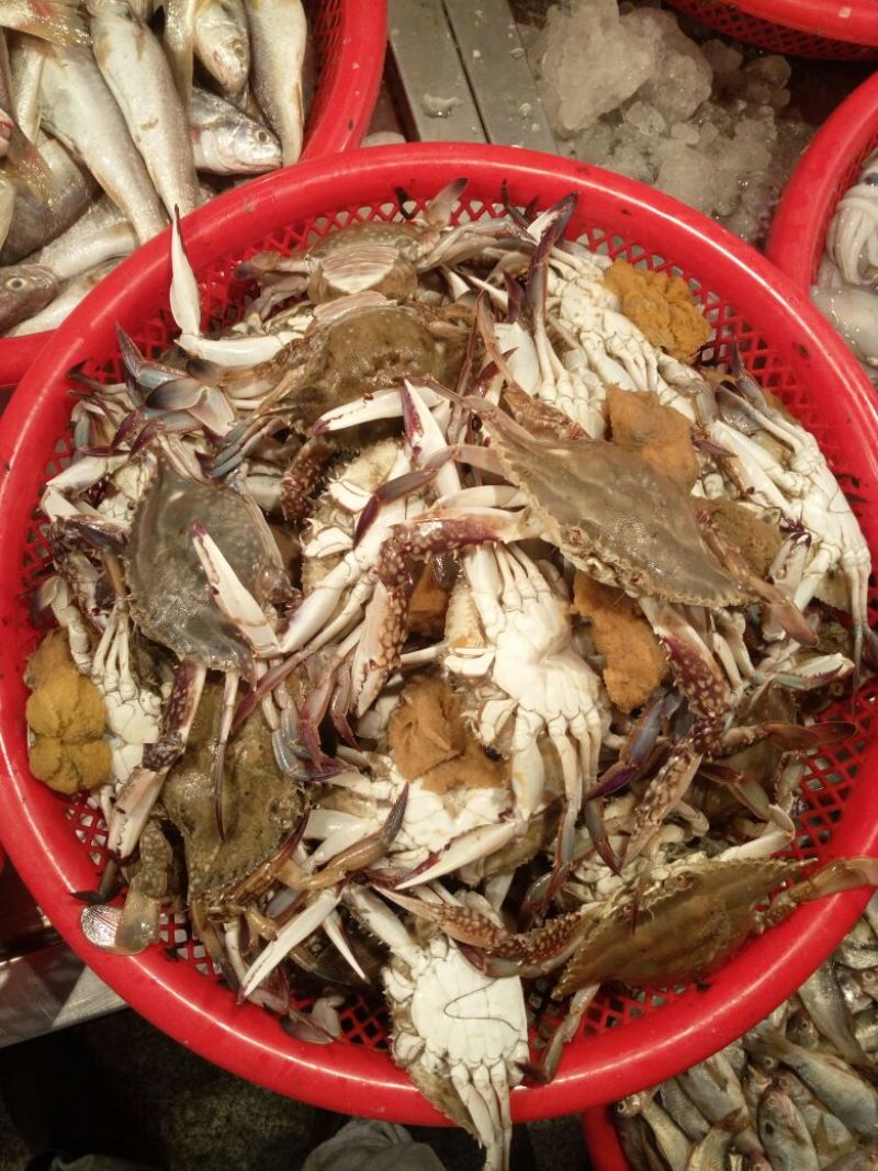螃蟹食用雄蟹