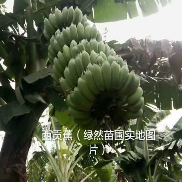 广西香蕉苗，粉蕉西贡蕉正品果苗，现挖现发，保证存活率