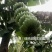 广西香蕉苗，粉蕉西贡蕉正品果苗，现挖现发，保证存活率