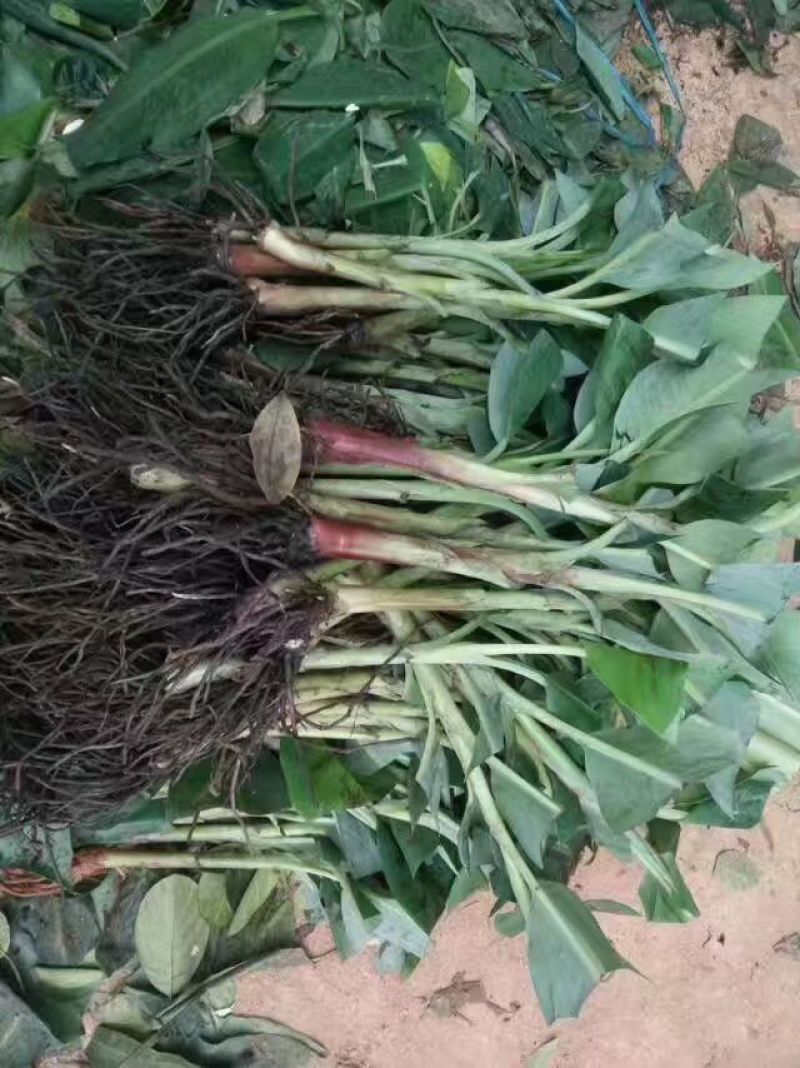 广西香蕉苗，粉蕉西贡蕉正品果苗，现挖现发，保证存活率