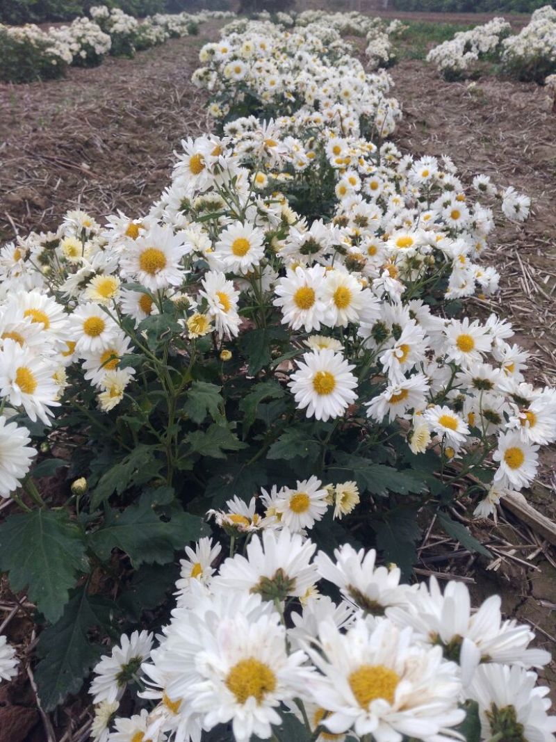药用菊花