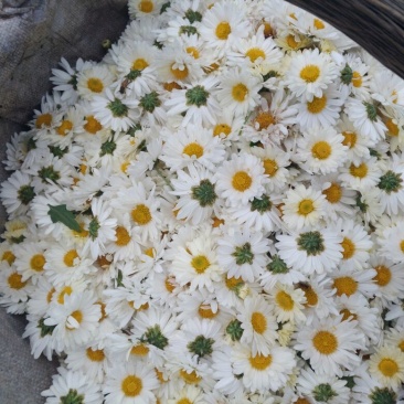 药用菊花