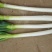 铁杆大葱毛葱2cm左右30~40cm