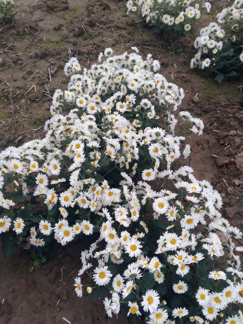 药用菊花袋装