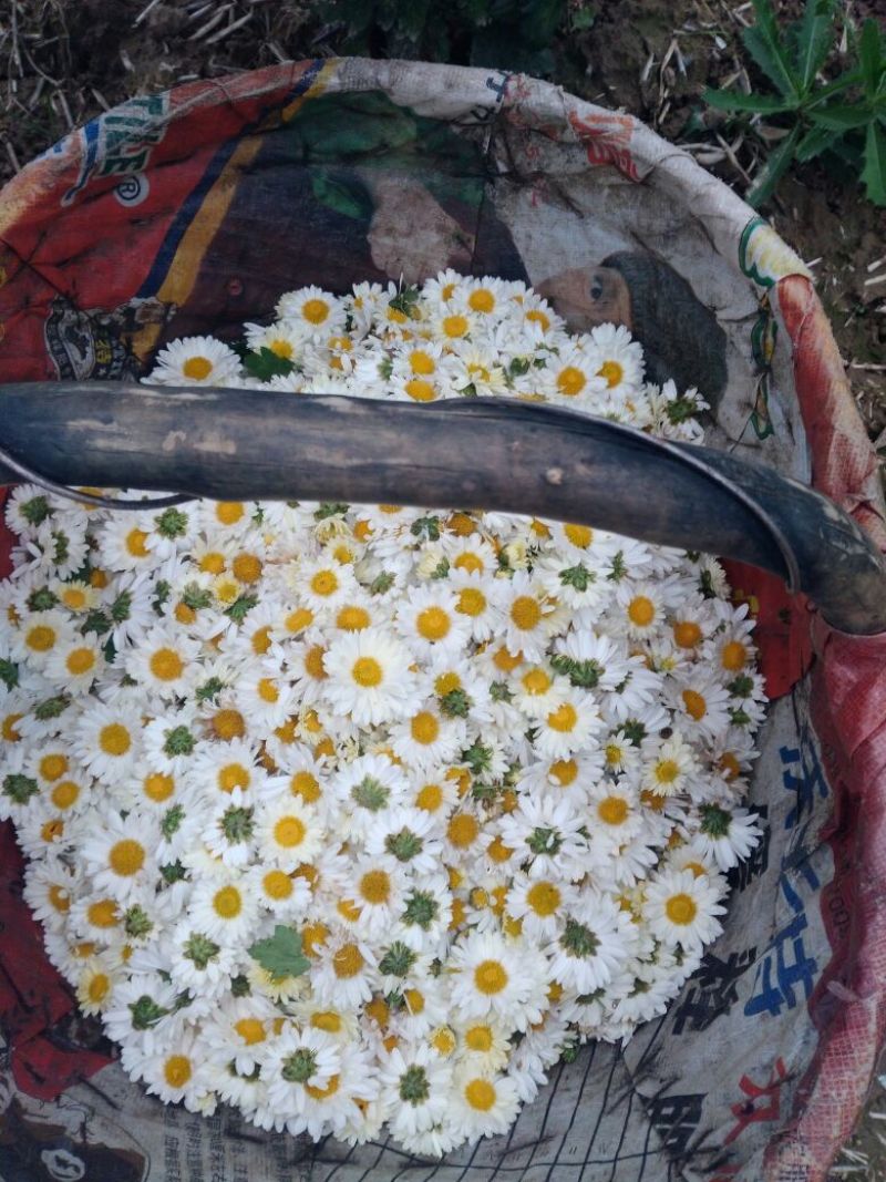 药用菊花袋装