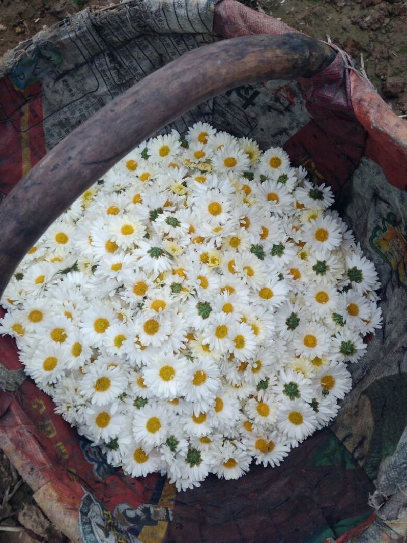 药用菊花袋装