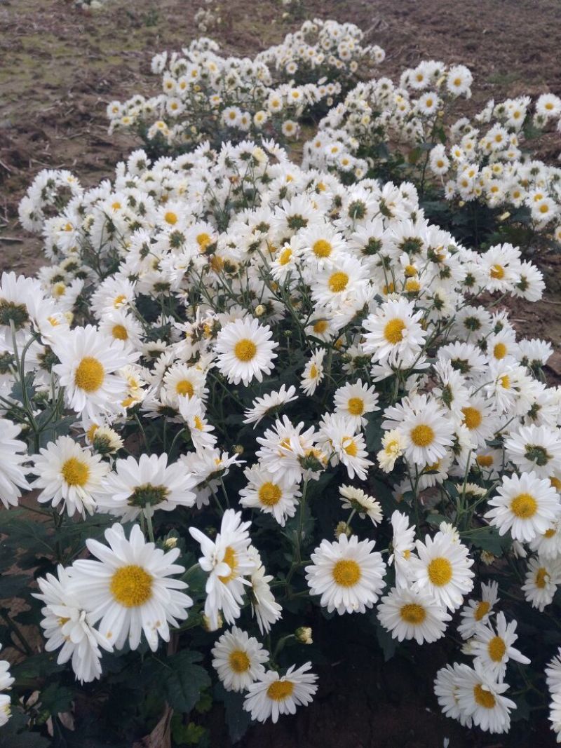药用菊花袋装