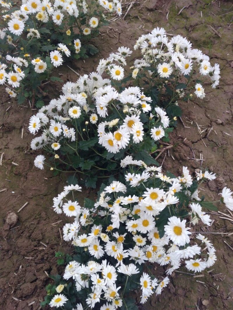 药用菊花袋装