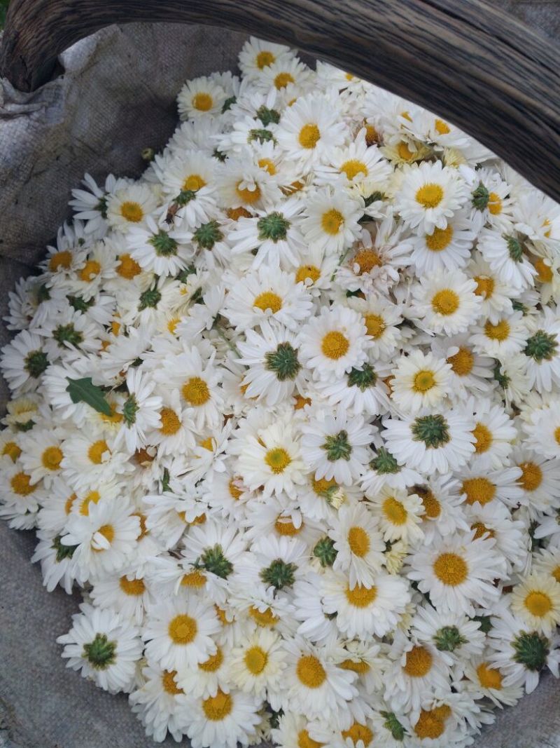 药用菊花袋装