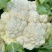 新野鑫原绿合作社，大量供应白花菜，支持线上交易。