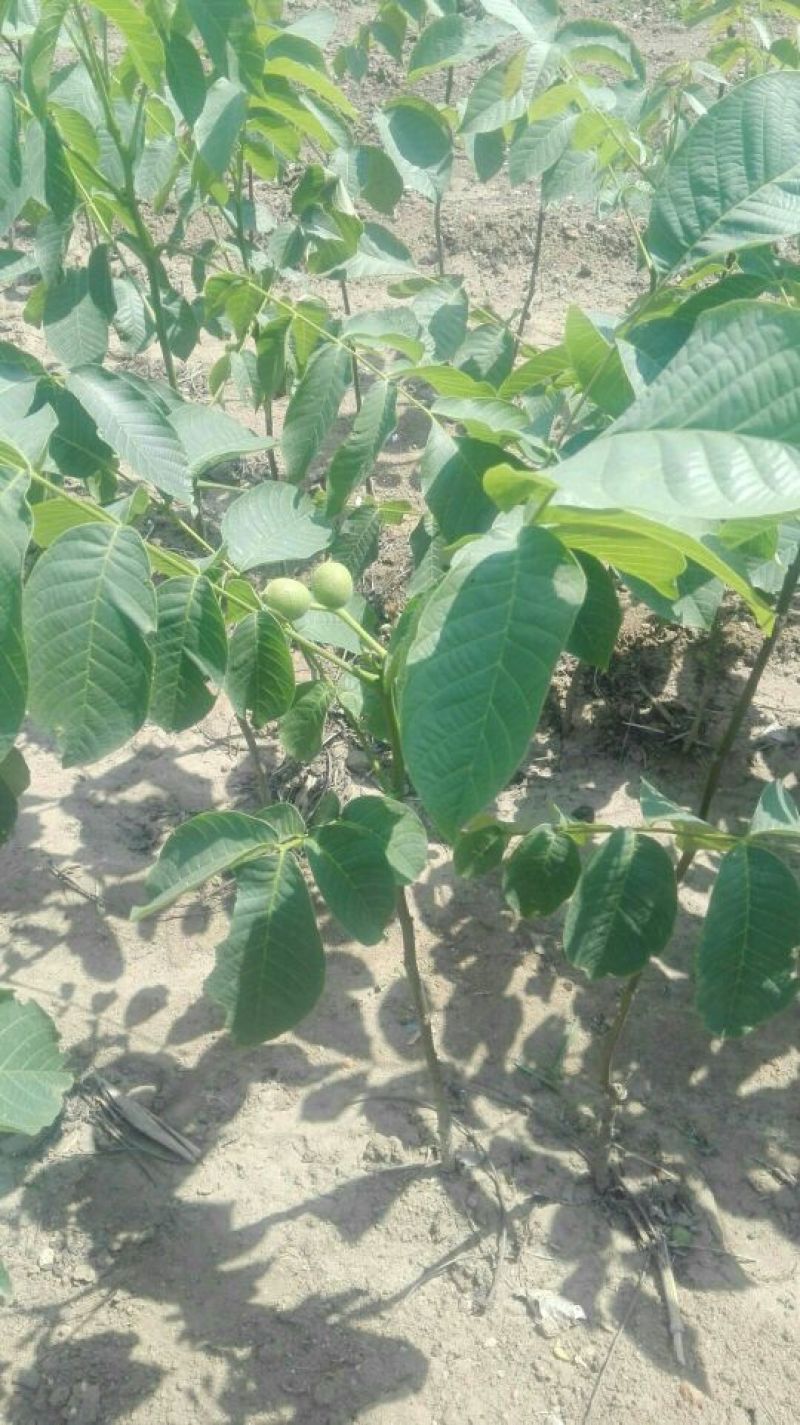 基地直销1公分薄皮香玲核桃苗价格占地核桃树苗批发