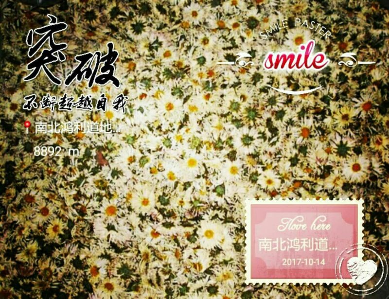 杭白菊散装
