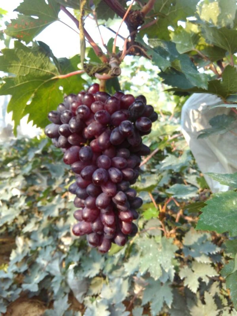紫甜无核葡萄苗50~80cm1年