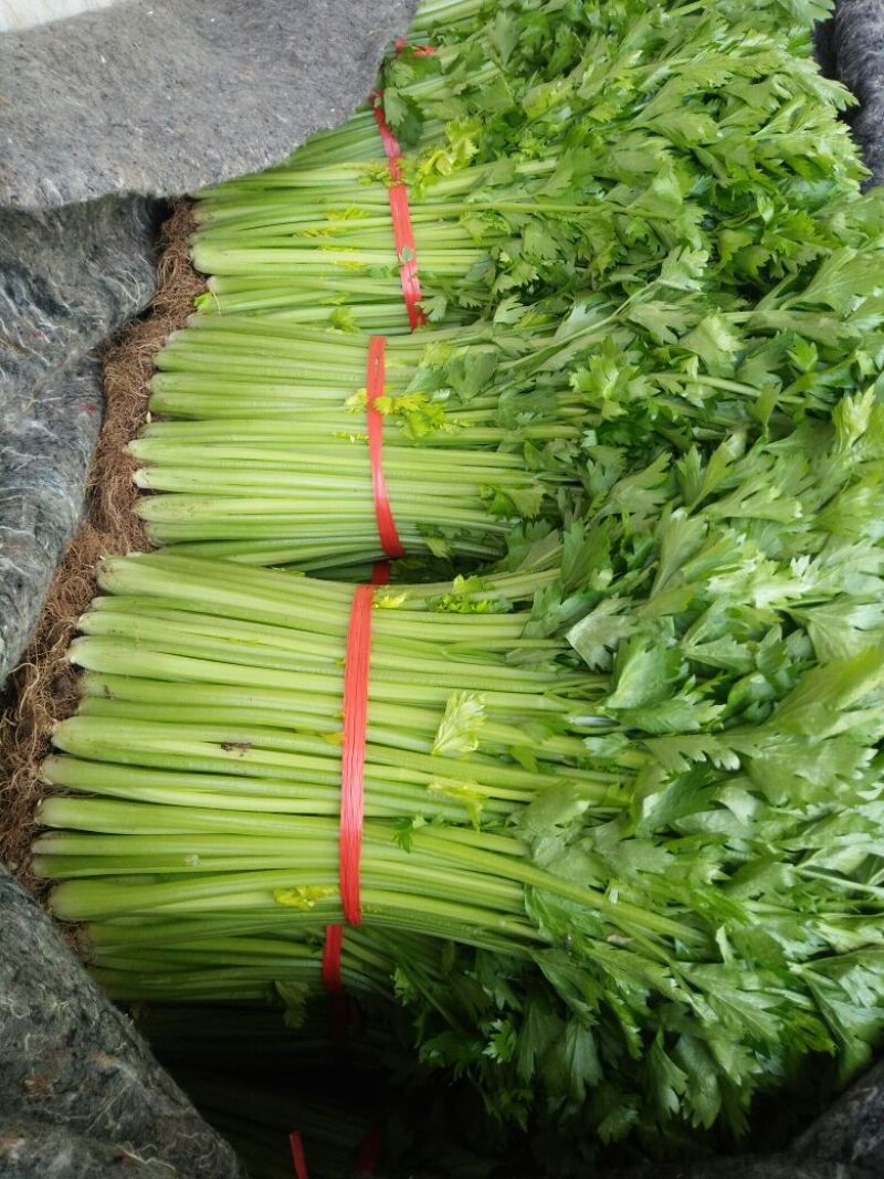 精品优质西芹，精品细棵西芹，现在上市，60cm