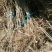 基地直销优质红油香椿苗根系发达香椿苗价格成活率高