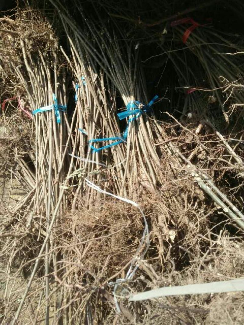 基地直销优质红油香椿苗根系发达香椿苗价格成活率高
