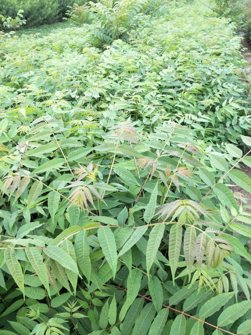 基地直销优质红油香椿苗根系发达香椿苗价格成活率高