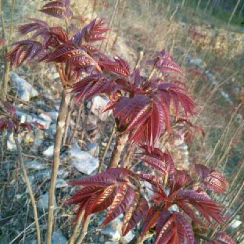 基地直销优质红油香椿苗根系发达香椿苗价格成活率高