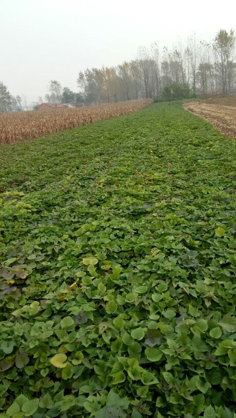 龙薯9号小红薯红心3两以上