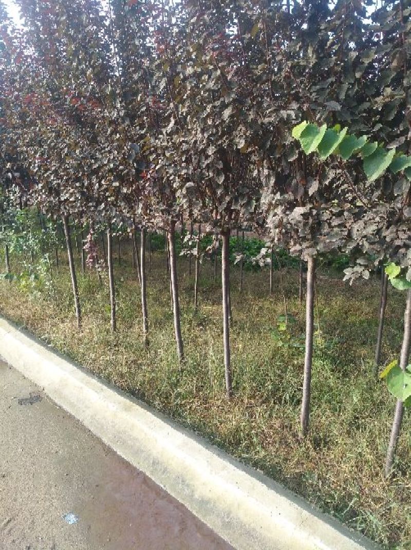 红叶李
