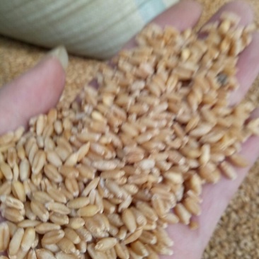 郑麦9023小麦12.5%以下