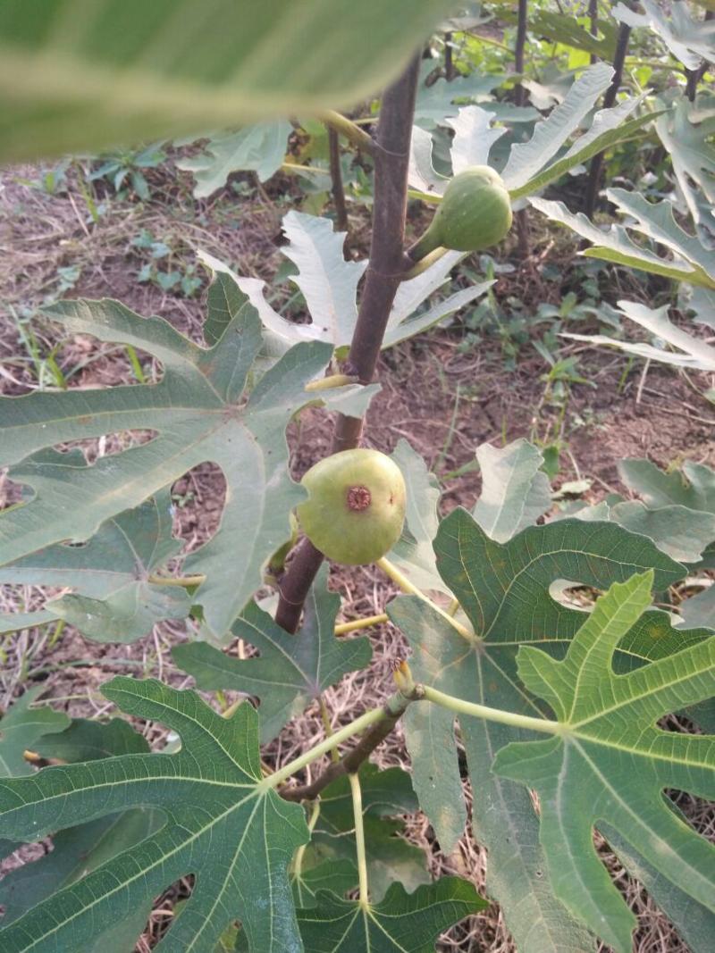 无花果树果苗南方北方四季盆栽地栽种植苗当年