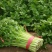 禹城冷棚蔬菜产区西芹50cm以上，基地供应量大质优价优