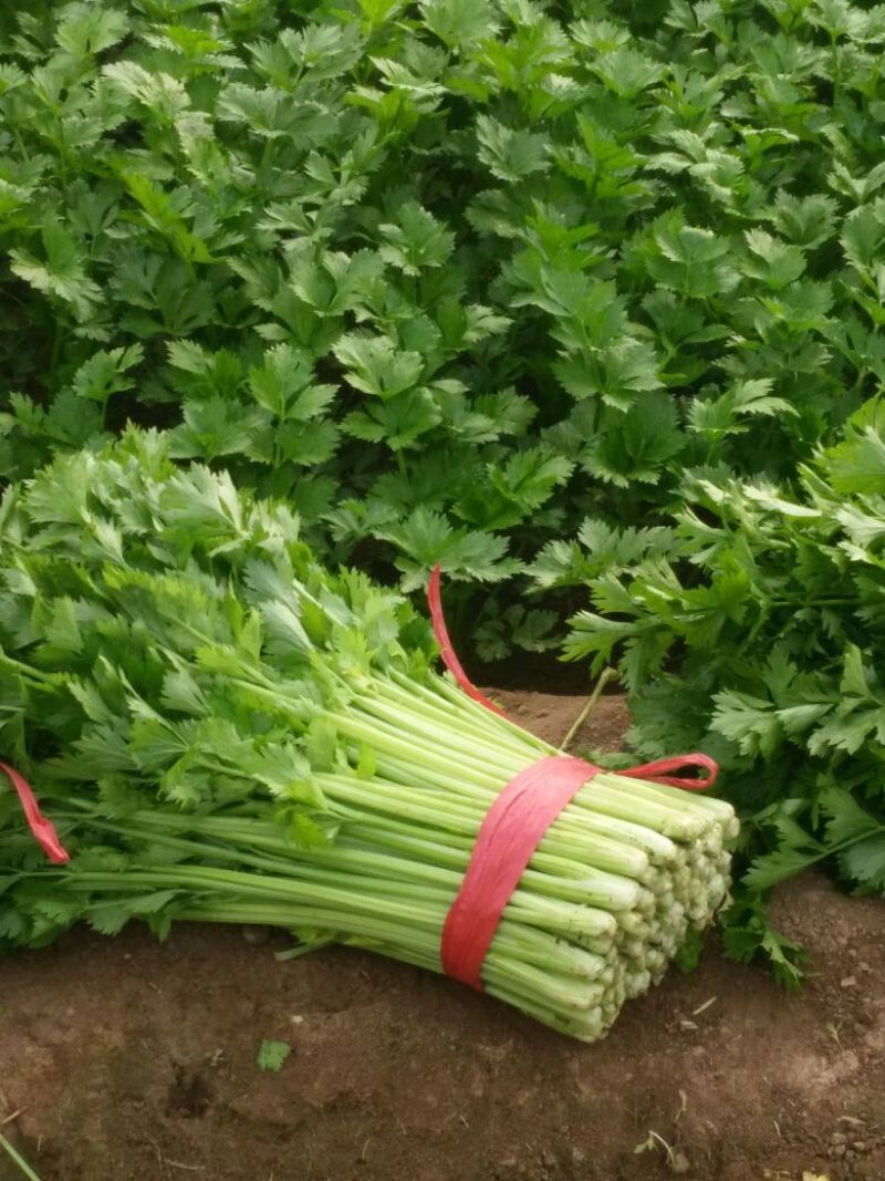 禹城冷棚蔬菜产区西芹50cm以上，基地供应量大质优价优