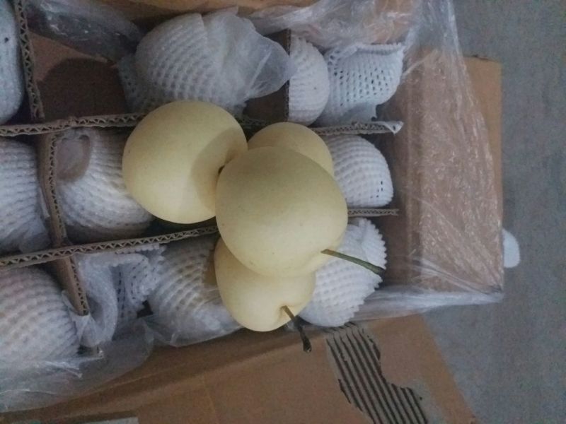 皇冠梨纸箱300~350g
