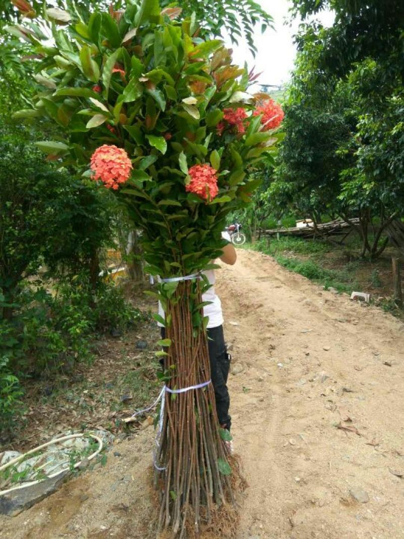 广东苗圃龙船花满堂春花绿植观赏花园林绿化龙船花